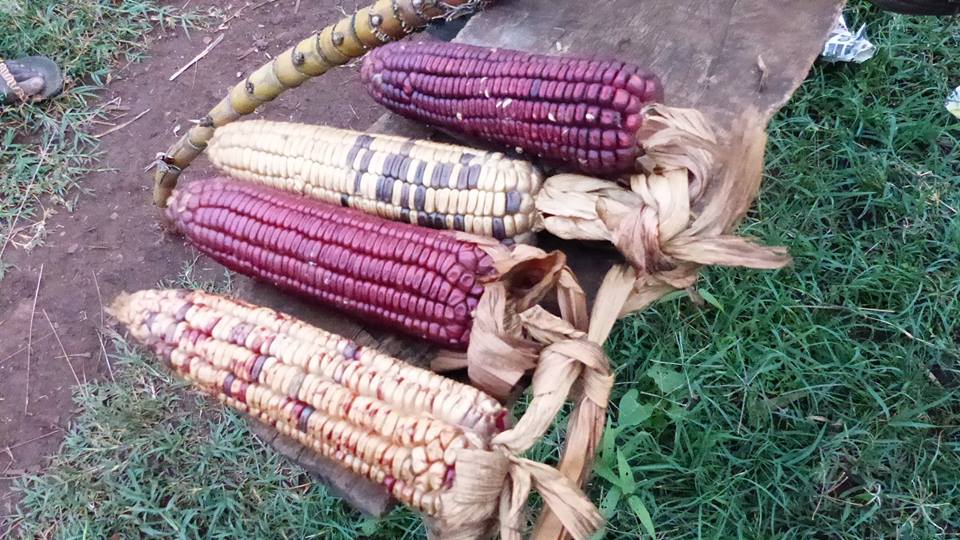Mais aus einem Community Garten © Samson Kiiru, Facebook